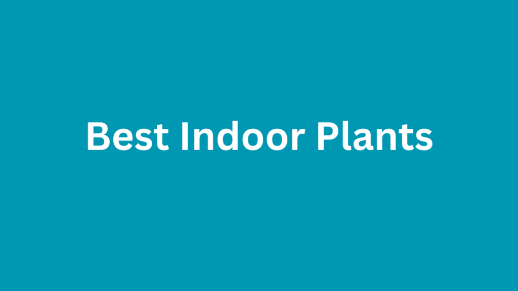 Best Indoor Plants