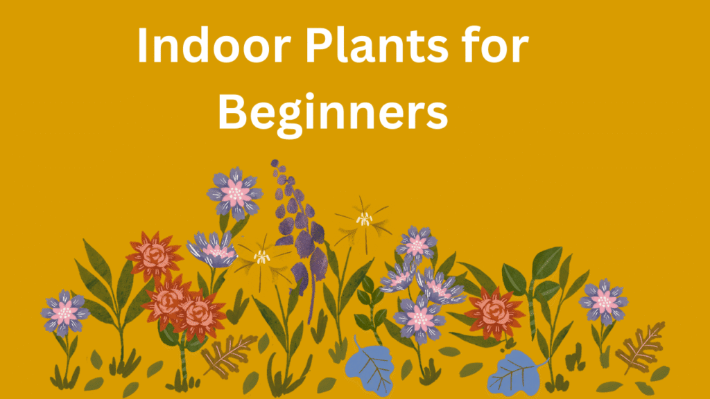 Indoor Plants for Beginners
