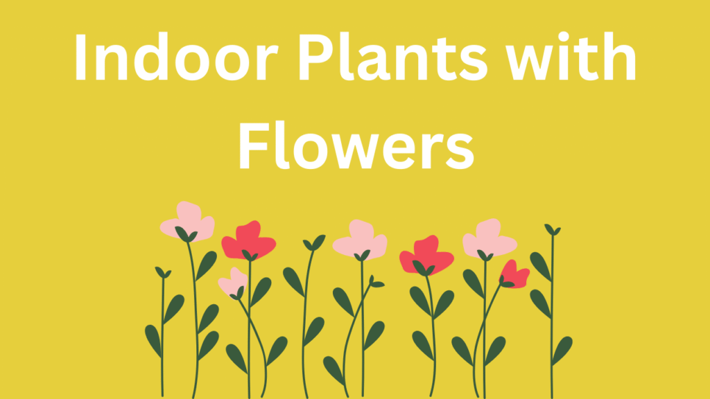 Indoor Plants with Flowers